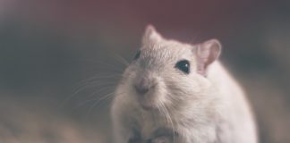 Cele mai cunoscute specii de șoareci și șobolani din lume Specii de rozătoare - șoareci și șobolani de toate dimensiunile