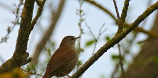 Specii de sturzi din întreaga lume și caracteristicile lor unice Specii de sturzi, păsări cântătoare ce trăiesc în aproape toate regiunile lumii