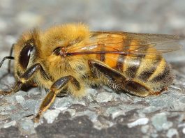 Specii de viespi din ordinul Hymenoptera