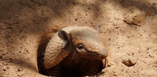 Specii interesante de furnicari, leneși și tatui