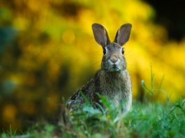 Specii populare de iepuri (ordinul Lagomorpha) din întreaga lume