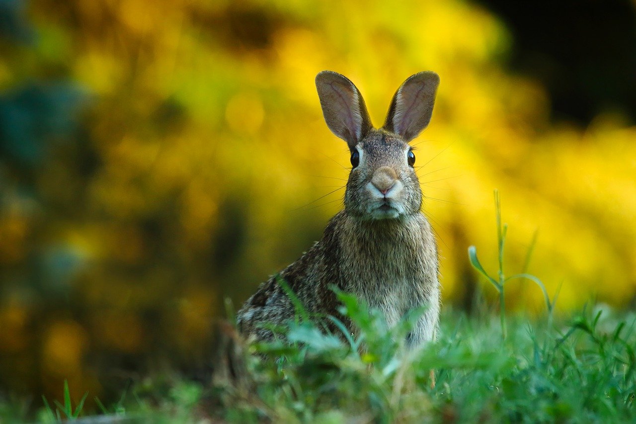 Specii populare de iepuri (ordinul Lagomorpha) din întreaga lume