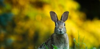 Specii populare de iepuri (ordinul Lagomorpha) din întreaga lume