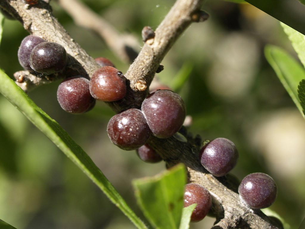 Sphaerolecanium prunastri