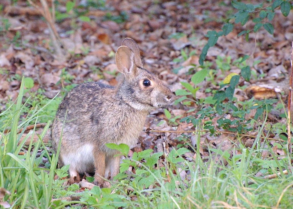 Sylvilagus aquaticus