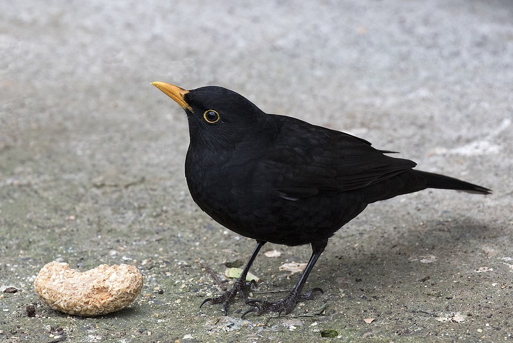 Turdus merula