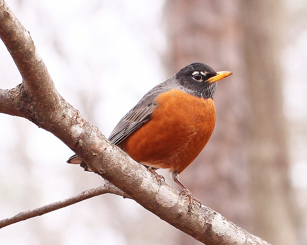 Turdus migratorius