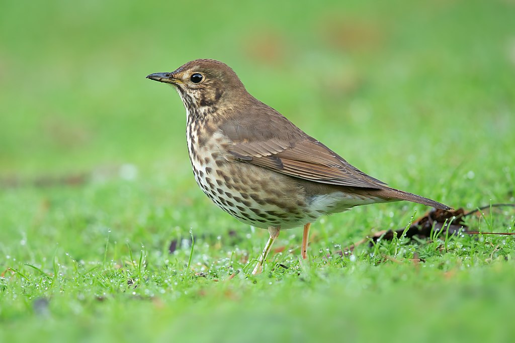 Turdus philomelos