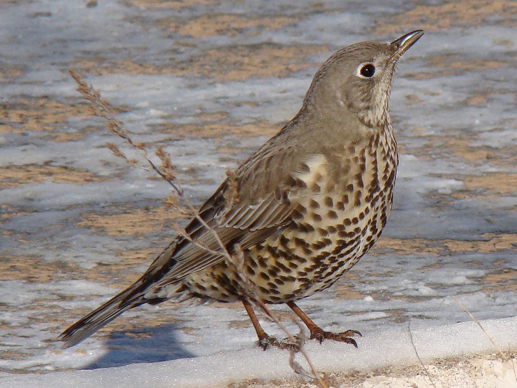 Turdus viscivorus