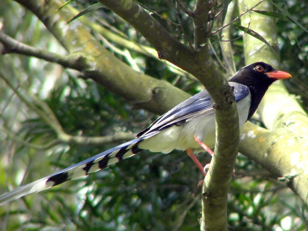 Urocissa erythroryhncha