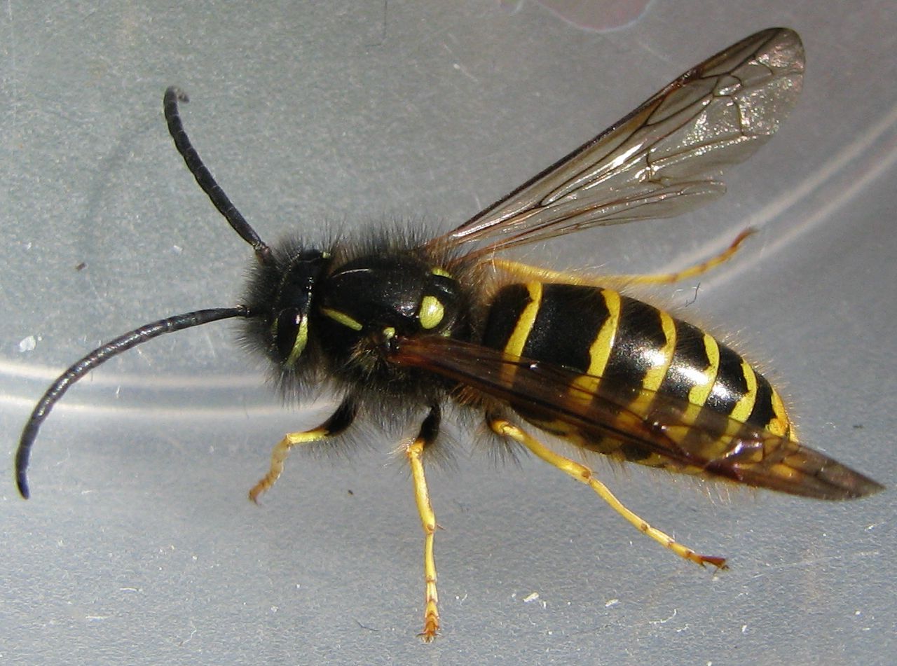 Vespula Vulgaris