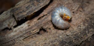 Viermii și omizile – dăunători periculoși ai culturilor agricole Viermii și omizile, dăunători ai pomilor fructiferi și cerealelor