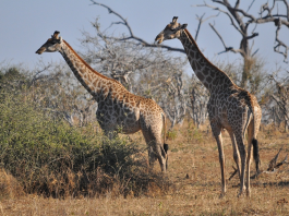 animale libere in safari