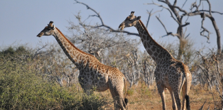 animale libere in safari