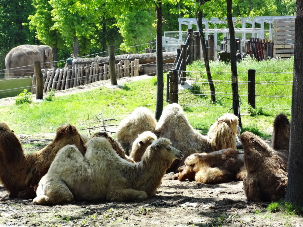 sosto (6)