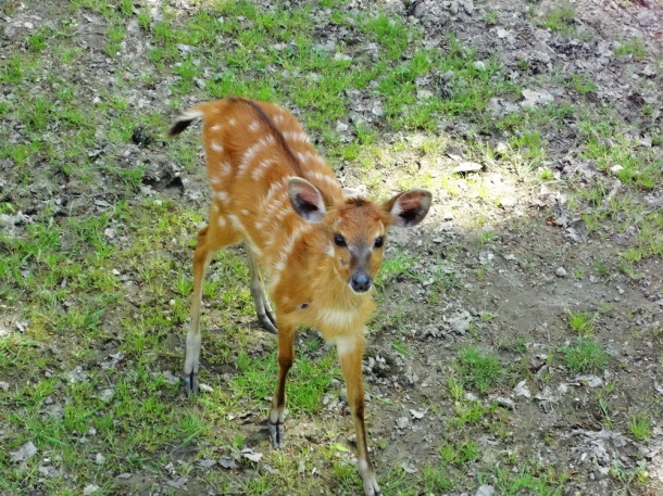 sosto (7)