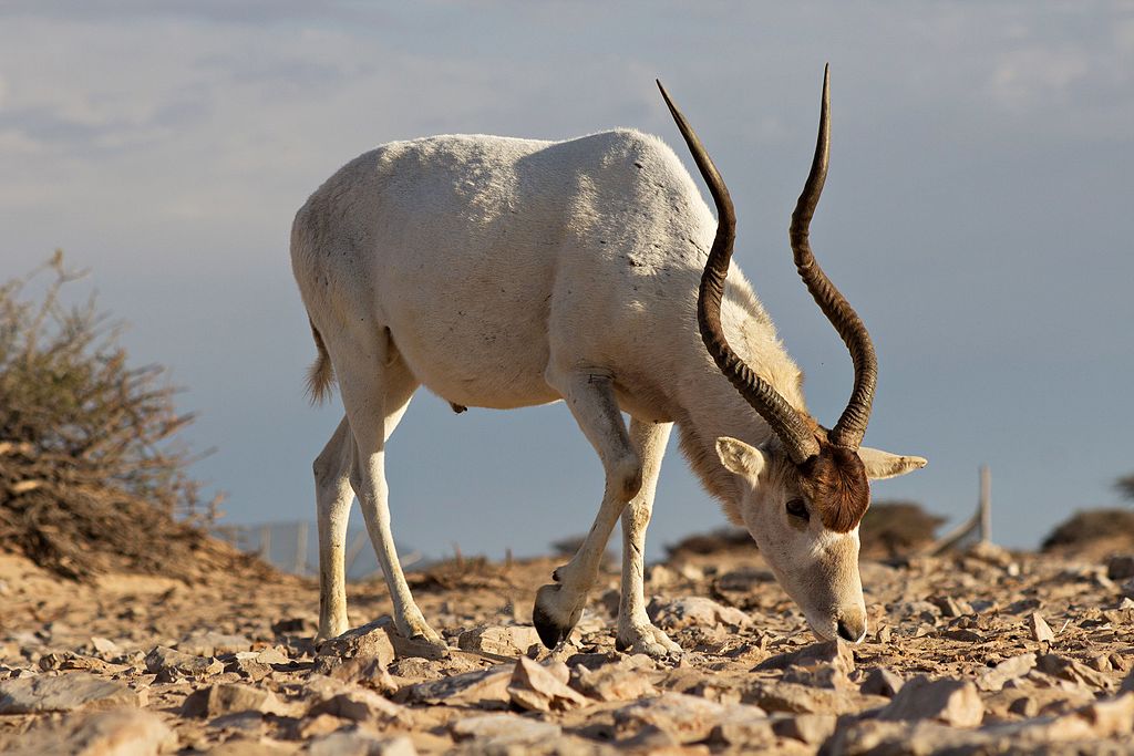 Addax nasomaculatus