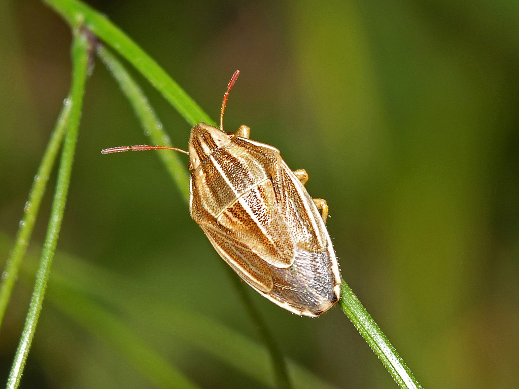 Aelia acuminata