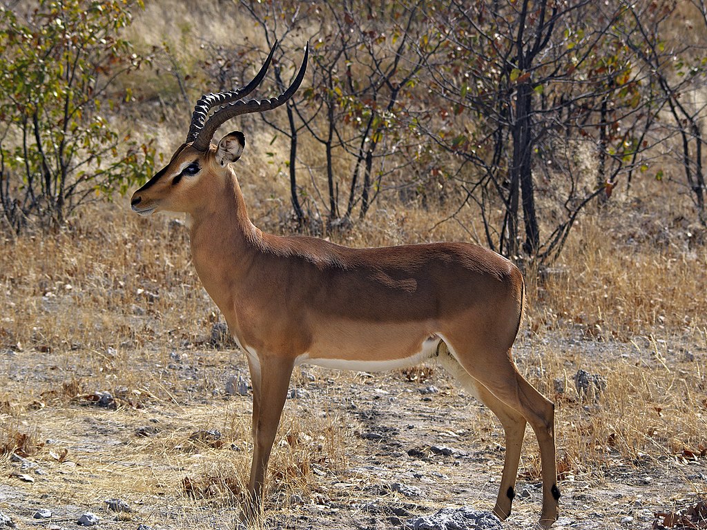 Aephyceros melampus