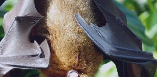 Cele mai interesante specii de lilieci și adaptările lor unice Află care sunt cele mai interesante specii de lilieci din lume