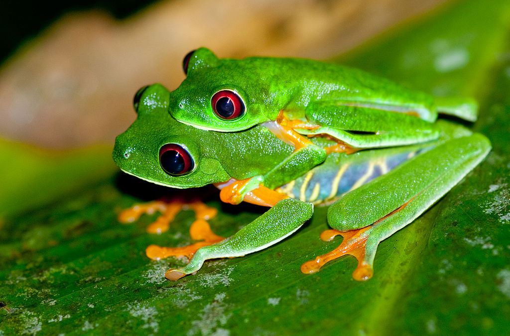 Agalychnis callidryas