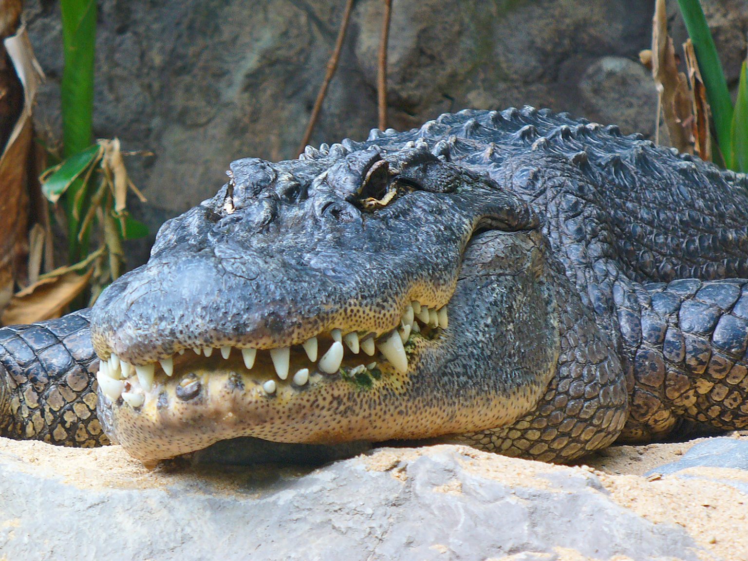 Specii De Crocodilieni - Aligatori, Caimani și Crocodili Din Toată ...