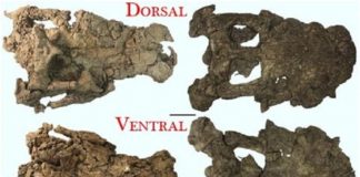 Anthracosuchus balrogus – descoperirea unei noi specii de crocodil preistoric Anthracosuschus balrogus