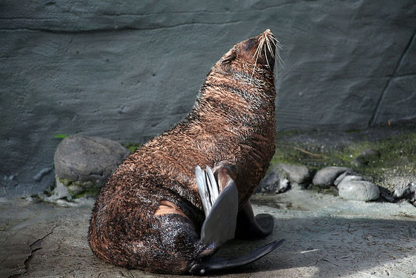 Ursul de mare cu capă - Arctocephalus pusillus, Foto: ozanimals.com