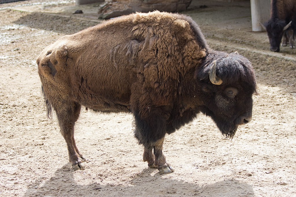 Bison bison