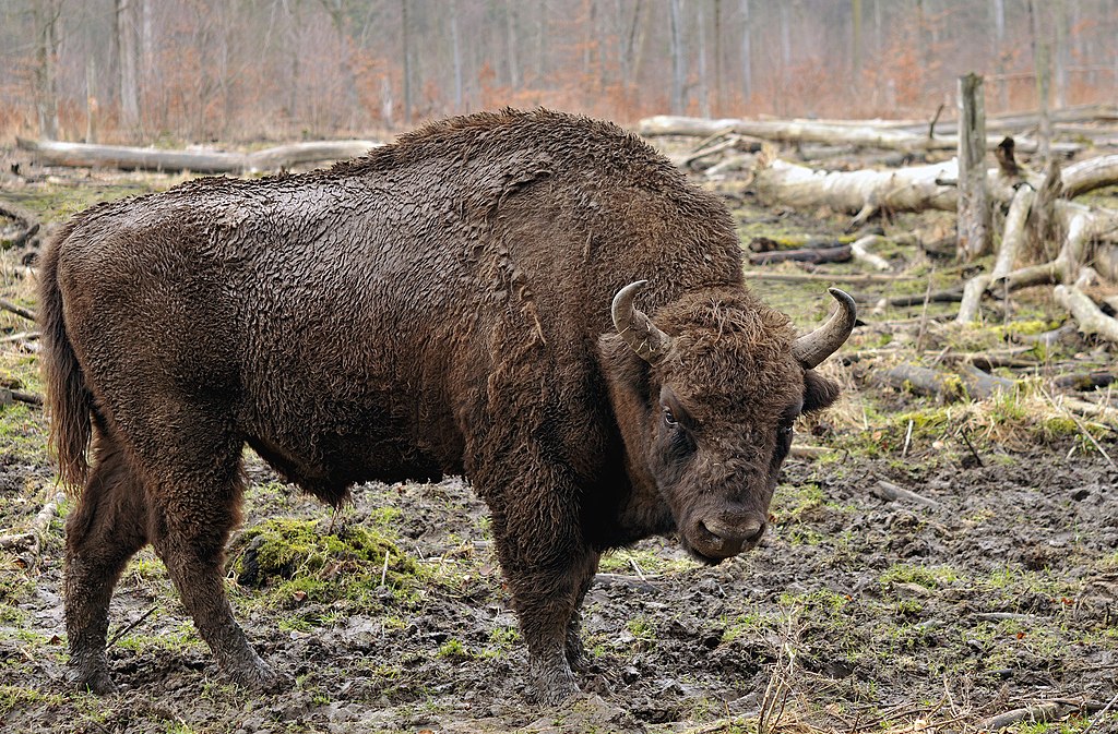 Bison bonasus