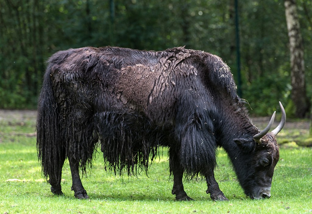 Bos grunniens