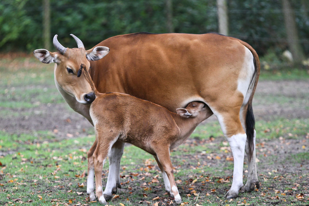 Bos javanicus