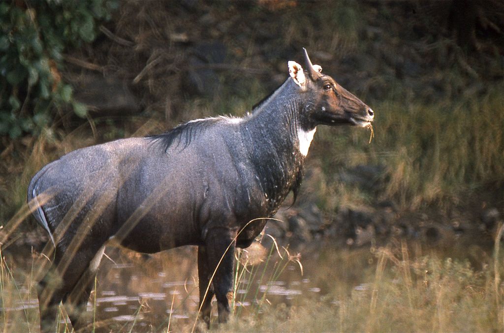 Boselaphus tragocamelus