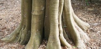 Brosimum alicastrum