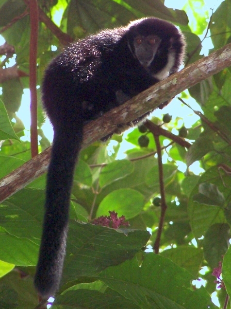 Callicebus torquatus