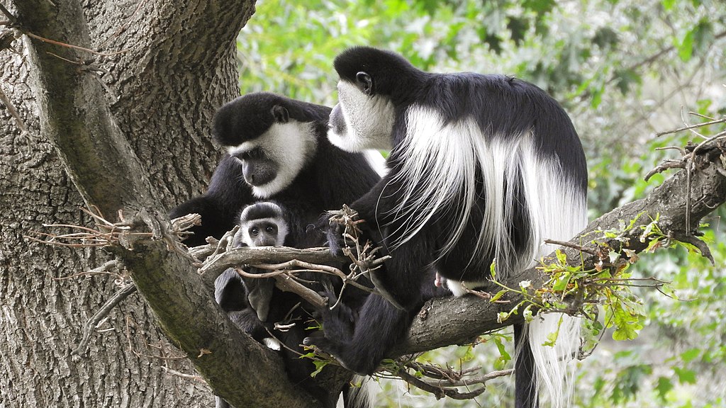 Colobus guereza