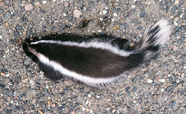 Conepatus humboldti