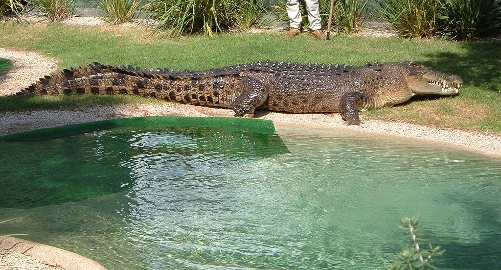 Crocodylus porosus