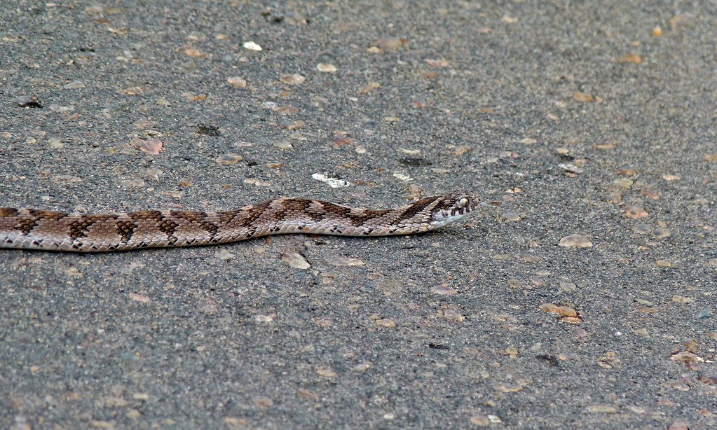 Dasypeltis scabra