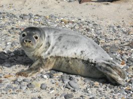 Descoperă cele mai interesante specii de foci, morse și lei de mare