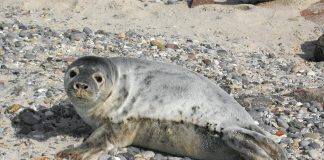 Cele mai interesante specii de foci, morse și lei de mare Descoperă cele mai interesante specii de foci, morse și lei de mare