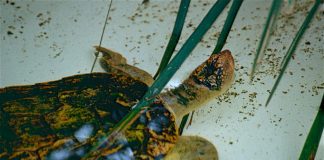 Țestoasa din Râul Mary (Elusor Macrurus), reptila exotică pe care nu o știai Elusor Macrurus