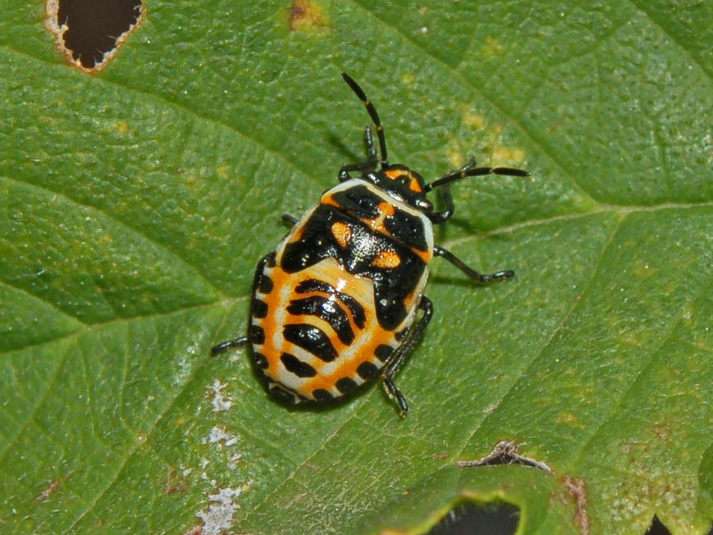 Eurydema oleracea