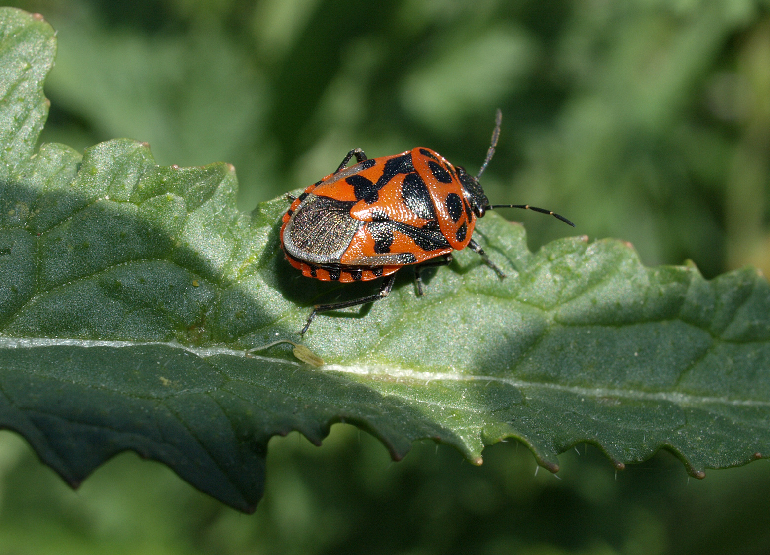 Eurydema ornatum