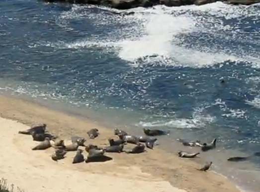 Foca comuna (Phoca vitulina)