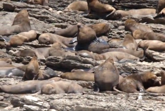 Foca cu coamă
