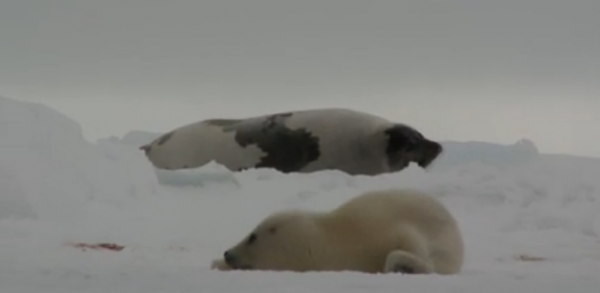 Foca de Groenlanda (Pagophilus groenlandicus)