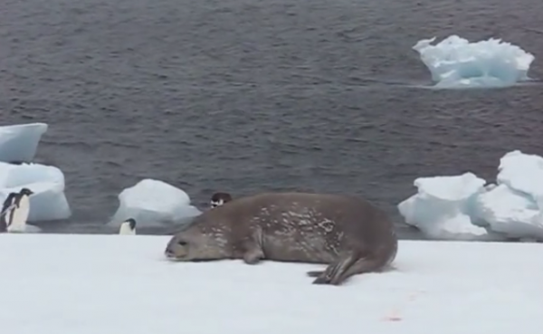 Foca lui Weddell (Leptonychotes weddelli)