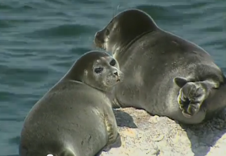 Foca de Baikal (Phoca sibirica)