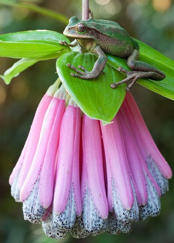 Brotăcelul cu pungă, Gastrotheca plumbea, Foto: cutestpaw.com